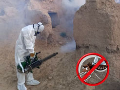 سد شکنی ۷۰ درصدی آمار سالک در جرقویه؛ چگونه کانون‌های بیماری در اصفهان مهار شدند؟