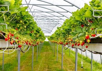 جهش تولید در شهر گلخانه‌ها؛ فلاورجان تأمین‌کننده ۷۰ درصد توت‌فرنگی اصفهان شد