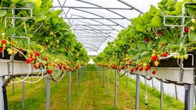 جهش تولید در شهر گلخانه‌ها؛ فلاورجان تأمین‌کننده ۷۰ درصد توت‌فرنگی اصفهان شد