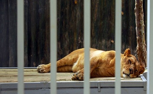 مراقب مراکز نگهداری از حیوانات باشید!
