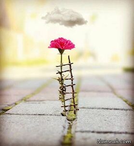 ۱۴۰۱ را زنده ماندم اما زندگی نکردم
