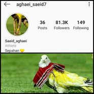 دیروز کبوتر بازی، امروز توبه‌نامه نویسی