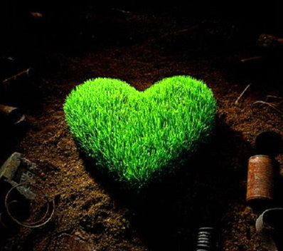 کاشت سبزه عید به شکل قلب