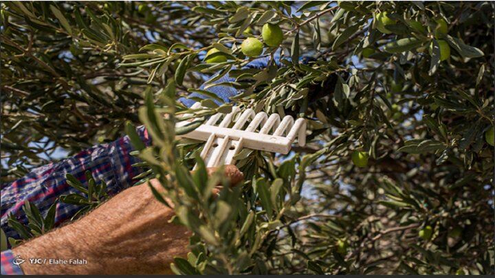 سرانه مصرف روغن زیتون ۲۰۰ گرم است/ خودکفایی در تولید روغن زیتون شدنی است