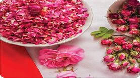 خواص بی نظیر گل محمدی و روش‌های استفاده از آن