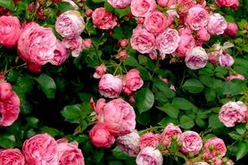 کاشت و پرورش گل رز در باغچه به روش هلندی ها