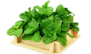 نعناع و خواص شگفت‌انگیز آن