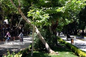 حذف درختان پرخطر در شهر اصفهان