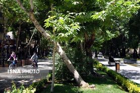 حذف درختان پرخطر در شهر اصفهان