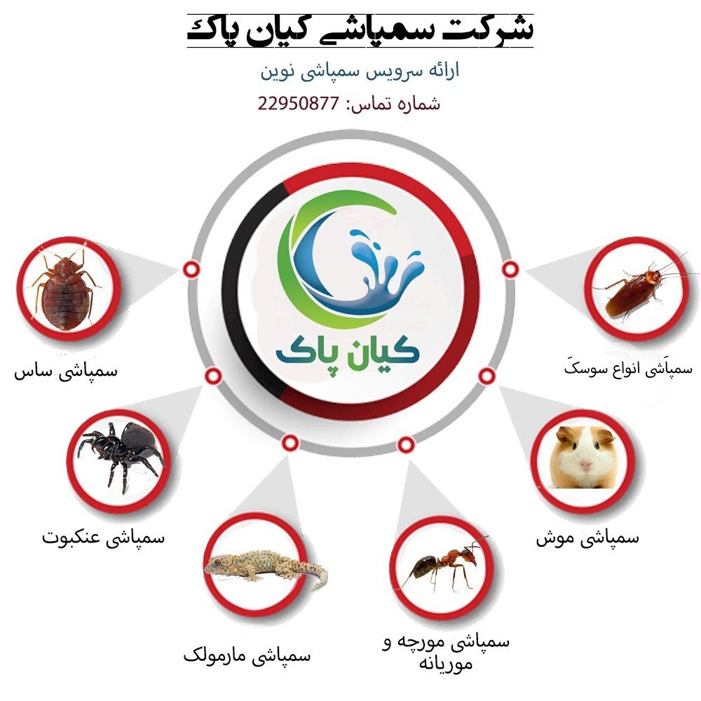 چکار کنیم که دیگر در منزلمان سوسک نبینیم؟