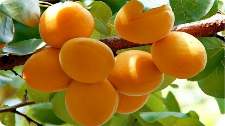 هسته زردآلو مفید است یا مضر؟