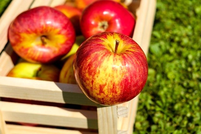سیب؛ میوه‌ای برای جلوگیری از ابتلا به دیابت