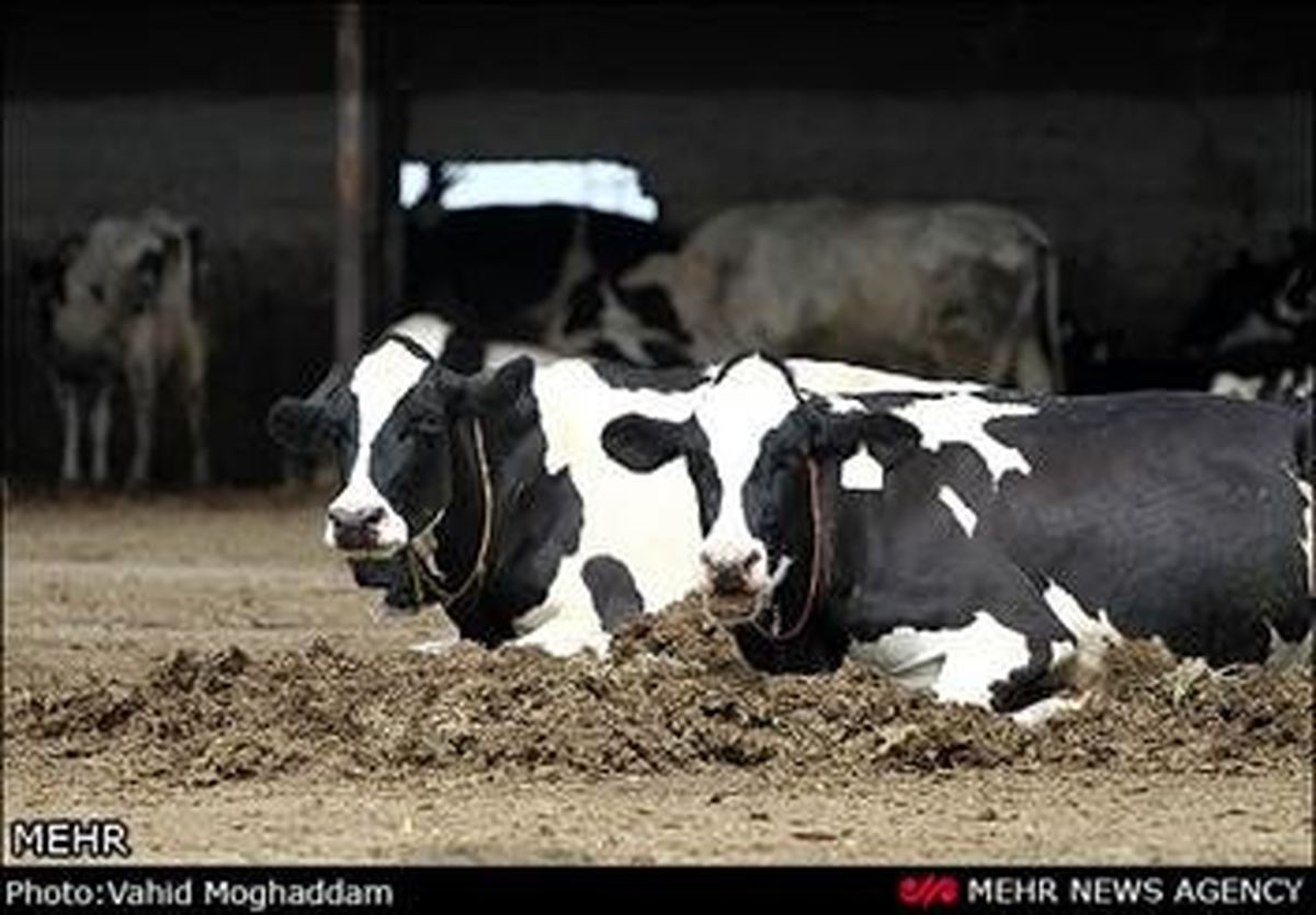 چالش گرانی نهاده و کاهش قیمت گوشت قرمز/ علوفه دام قاچاق می‌شود