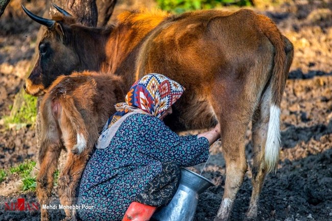 تولید مازاد بر مصرف گوشت قرمز در کشور/ صادرات دام سبک آزاد می‌شود