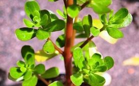 خرفه و خواصی از قطع خون‌ریزی و رفع عطش
