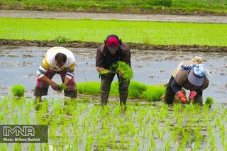 کشت برنج در اصفهان منع قانونی ندارد