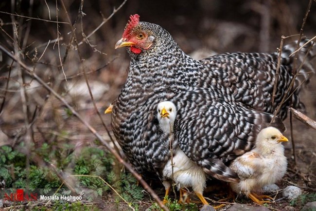 کاهش قیمت جوجه یک روزه در بازار