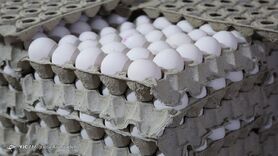 زیان ۷۰۰ تومانی مرغداران در فروش هر کیلو تخم مرغ