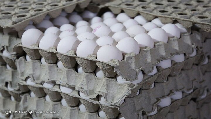 زیان ۷۰۰ تومانی مرغداران در فروش هر کیلو تخم مرغ