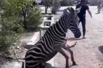 فعلا رای برای مرکز نگهداری حیات وحش صفادشت صادر نشده است/ورود و خروج حیوانات از این مرکزممنوع