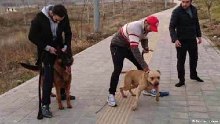 قانون در مورد سگ گردانی چه می‌گوید؟