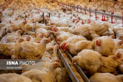 کاهش جوجه‌ریزی و افزایش تقاضا قیمت مرغ را افزایش داده است