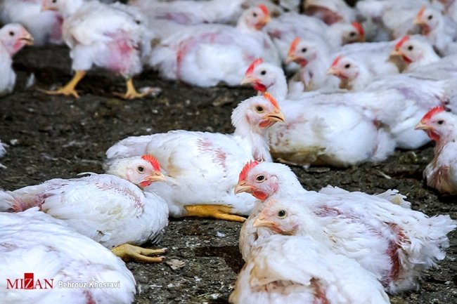 افزایش قیمت مرغ تحت تأثیر قیمت نهاده‌ها/ تأمین ۸۰ درصد مرغ تهران از شهرستان‌ها
