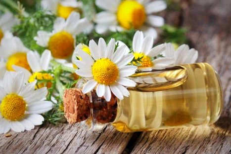 خواص درمانی روغن بابونه