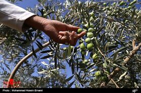 واردات روغن زیتون با مشخصات روغن‌های بکر ولی با اصالت غیراستاندارد/ کاهش چشمگیر تولید زیتون نسبت به سال گذشته