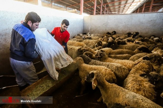 صادرات دام باید خیلی وقت پیش صورت می‌گرفت/ بازارگاه به‌تنهایی در عدم عرضه نهاده دامی دخیل نیست