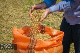 از افزایش هزینه‌های تولید تا ارز نیمایی
