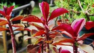 آموزش کاشت و نگهداری گیاه فردوس + فیلم