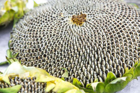 خواص و طرز نگهداری تخمه آفتابگردان