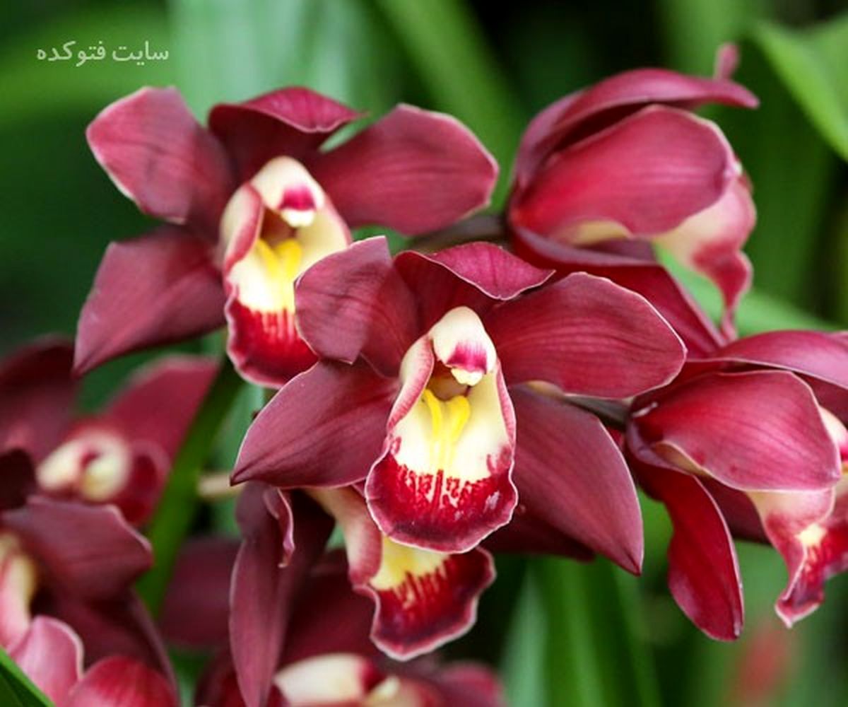 روش نگهداری گل ارکیده