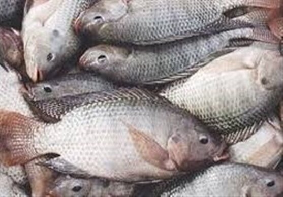 منتقدان: ورود تیلاپیا به مخازن سدهای آب شرب، بحران‌زاست