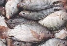منتقدان: ورود تیلاپیا به مخازن سدهای آب شرب، بحران‌زاست