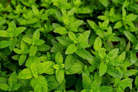 خواص دارویی و درمانی نعناع