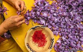 رشد قیمت زعفران کاذب و غیرمنطقی است