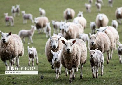 مقاصد صادراتی دام زنده اعلام شد/ افزایش قیمت گوشت ناشی از رکود بازار است