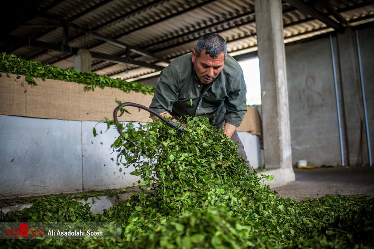 ۹۰ درصد مطالبات چایکاران پرداخت شد/ پرداخت تمام مطالبات تا پایان آبان ماه
