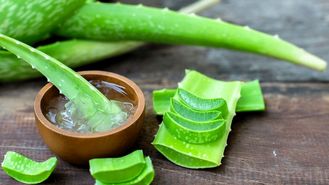 روش پرورش آلوئه اورا + فیلم