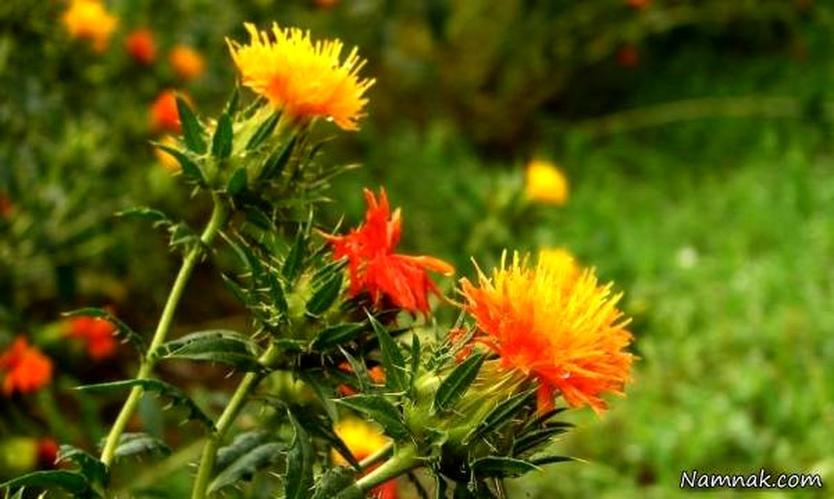 آشنایی و معرفی گیاه “گلرنگ” و نحوه پرورش آن