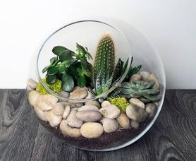 آموزش ساخت تراریوم و انواع گیاهان مناسب برای تراریوم