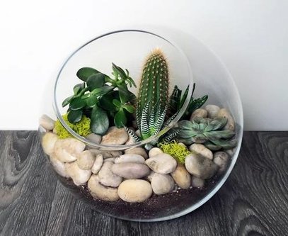 آموزش ساخت تراریوم و انواع گیاهان مناسب برای تراریوم