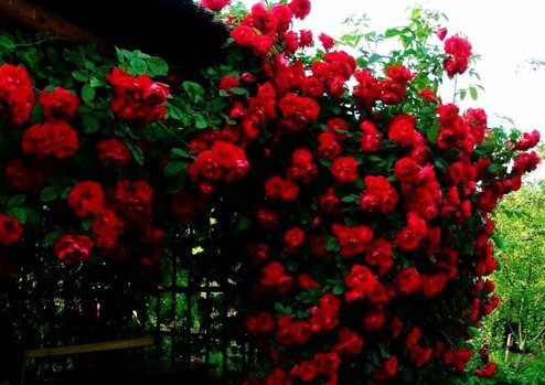 آشنایی با گیاه رز رونده و روش های نگهداری از آن
