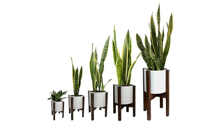 نحوه تکثیر گیاه سانسوریا + فیلم