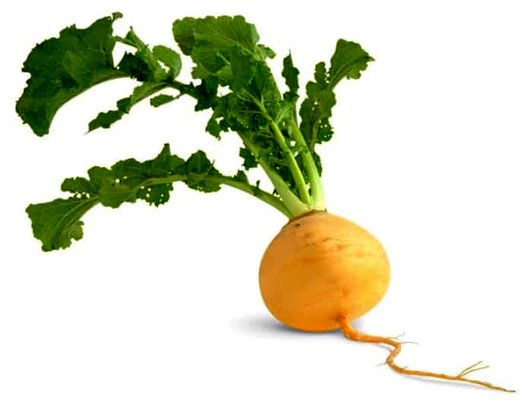 خوردن شلغم برای این افراد ممنوع است و عوارض دارد!