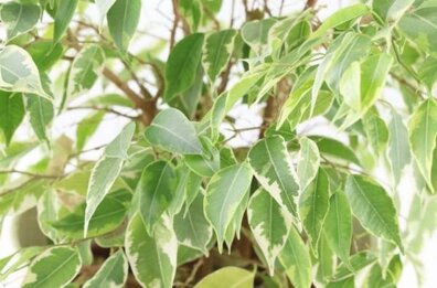 نکات مهم درباره نگهداری از گیاه بنجامین در خانه
