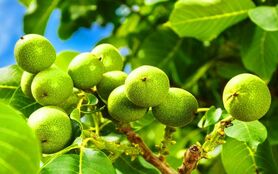 مقایسه مزایا و معایب بهترین نهال گردوی ایرانی با نهال گردو آمریکایی