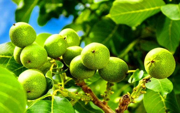 مقایسه مزایا و معایب بهترین نهال گردوی ایرانی با نهال گردو آمریکایی